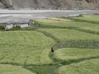 Eine Frau in den Feldern bei Kagbeni (Grenze unteres/oberes Mustang)